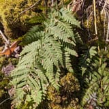 Pyramid Point Loop, Michigan - 1,063 Reviews, Map | AllTrails