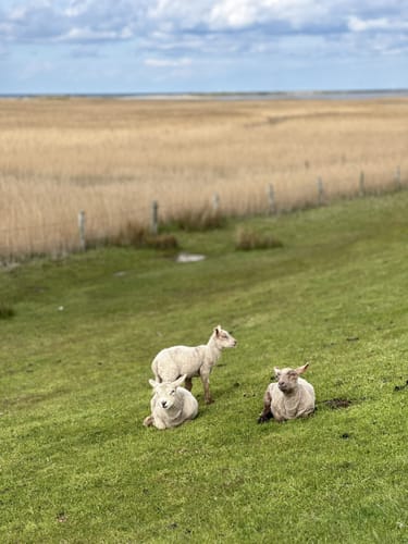 Rundweg Markelsdorfer Huk
