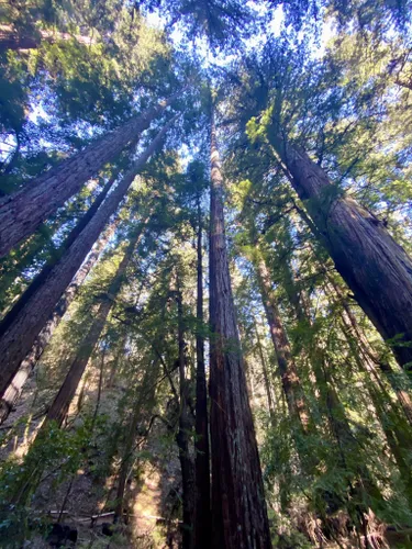 Trails in Armstrong Redwoods State Natural Reserve, California, United States 73337122 | AllTrails.com