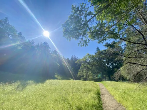 Trails in Armstrong Redwoods State Natural Reserve, California, United States 73337127 | AllTrails.com
