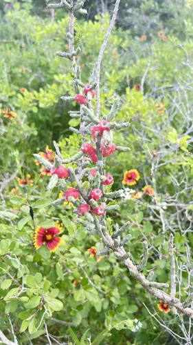 Best Beach Trails in McKinney Falls - EyJidWNrZXQiOiJhc3NldHMuYWxsdHJhaWxzLmNvbSIsImtleSI6InVwbG9hZHMvcGhvdG8vaW1hZ2UvNzMzNjgwOTIvMDMxMjA0NTA2ZDg1YzI2ZjhkMjYwYmJiMWNlZWQxYzkuanBnIiwiZWRpdHMiOnsidG9Gb3JtYXQiOiJ3ZWJwIiwicmVzaXplIjp7IndpZHRoIjo1MDAsImhlaWdodCI6NTAwLCJmaXQiOiJpbnNpZGUifSwicm90YXRlIjpudWxsLCJqcGVnIjp7InRyZWxsaXNRdWFudGlzYXRpb24iOnRydWUsIm92ZXJzaG9vdERlcmluZ2luZyI6dHJ1ZSwib3B0aW1pc2VTY2FucyI6dHJ1ZSwicXVhbnRpc2F0aW9uVGFibGUiOjN9fX0=