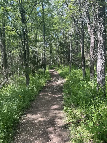 Best Beach Trails in McKinney Falls - EyJidWNrZXQiOiJhc3NldHMuYWxsdHJhaWxzLmNvbSIsImtleSI6InVwbG9hZHMvcGhvdG8vaW1hZ2UvNzMzNjgxODEvZjAxZTdjMmVlODg3ODIzOWM1NDZjMzU5YmJkNTRkZjIuanBnIiwiZWRpdHMiOnsidG9Gb3JtYXQiOiJ3ZWJwIiwicmVzaXplIjp7IndpZHRoIjo1MDAsImhlaWdodCI6NTAwLCJmaXQiOiJpbnNpZGUifSwicm90YXRlIjpudWxsLCJqcGVnIjp7InRyZWxsaXNRdWFudGlzYXRpb24iOnRydWUsIm92ZXJzaG9vdERlcmluZ2luZyI6dHJ1ZSwib3B0aW1pc2VTY2FucyI6dHJ1ZSwicXVhbnRpc2F0aW9uVGFibGUiOjN9fX0=