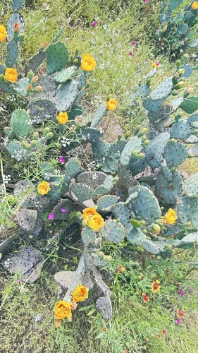 Best Beach Trails in McKinney Falls - EyJidWNrZXQiOiJhc3NldHMuYWxsdHJhaWxzLmNvbSIsImtleSI6InVwbG9hZHMvcGhvdG8vaW1hZ2UvNzMzNjgxODkvNjY1M2VkMDBiYWZmNTMzYWQwZjczYzY5NGVkNmJiZTUuanBnIiwiZWRpdHMiOnsidG9Gb3JtYXQiOiJ3ZWJwIiwicmVzaXplIjp7IndpZHRoIjo1MDAsImhlaWdodCI6NTAwLCJmaXQiOiJpbnNpZGUifSwicm90YXRlIjpudWxsLCJqcGVnIjp7InRyZWxsaXNRdWFudGlzYXRpb24iOnRydWUsIm92ZXJzaG9vdERlcmluZ2luZyI6dHJ1ZSwib3B0aW1pc2VTY2FucyI6dHJ1ZSwicXVhbnRpc2F0aW9uVGFibGUiOjN9fX0=