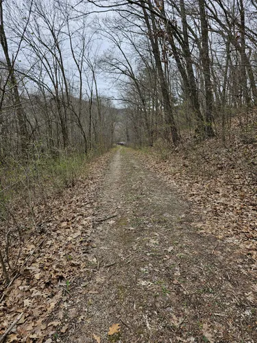 Best Forest Trails In Richard J. Dorer Memorial Hardwood State Forest ...