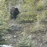 Blackshale Suspension Bridge, Alberta, Canada - 944 Reviews, Map ...