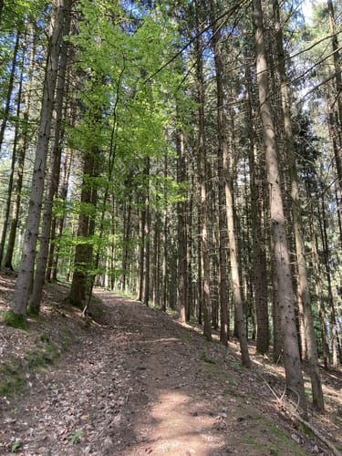 Sulzbach-Rosenberg - Forsthof