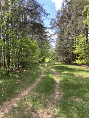 Sulzbach-Rosenberg - Forsthof