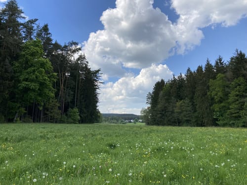 Sulzbach-Rosenberg - Forsthof