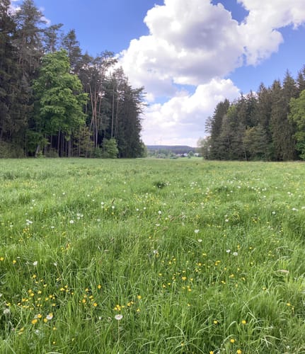 Sulzbach-Rosenberg - Forsthof