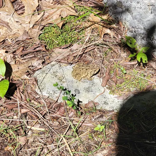 Best Bird Watching Trails in La Vergne AllTrails