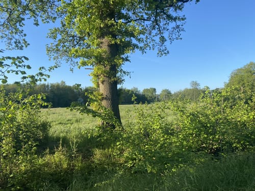 Kaltenkirchen Runde