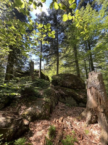 Rundweg Haselhuhn - Steinreiche Tour im Felswandergebiet