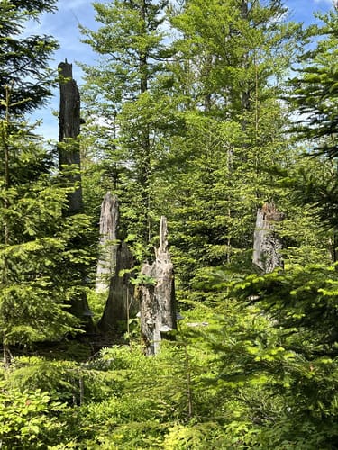 Rundweg Haselhuhn - Steinreiche Tour im Felswandergebiet