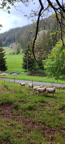 Auerhahnweg (Genießerpfad)