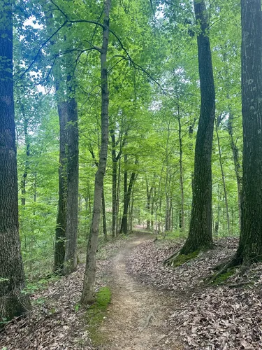 Best Forest Trails in Waverly Park | AllTrails