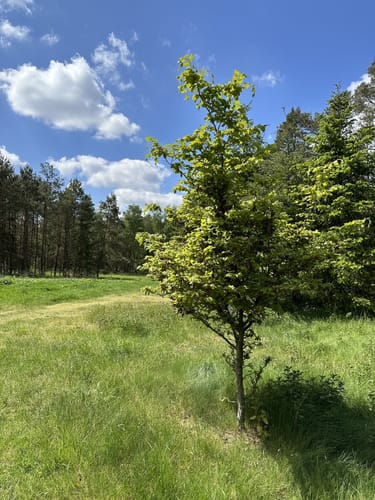 Ostheide Runde bie Grußendorf