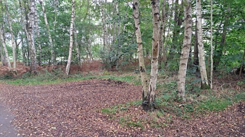 Radbruch Hohes Holz