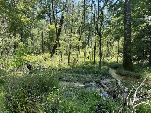 SukeGrassRoots　FOREST
