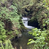 Quinault Rain Forest Nature Trail, Washington - 1,086 Reviews, Map ...