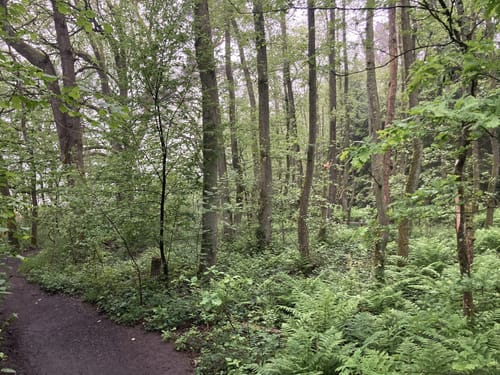 Wiedweg Etappe 1: Linden - Höchstenbach