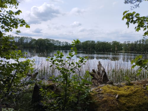 Neuenkirchener See - Boissower See