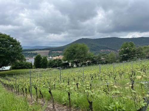 Fränkischer Rotwein Wanderweg Etappe 6: Großheubach - Bürgstadt
