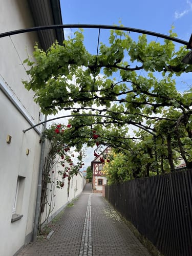Fränkischer Rotwein Wanderweg Etappe 6: Großheubach - Bürgstadt