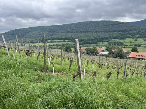 Fränkischer Rotwein Wanderweg Etappe 6: Großheubach - Bürgstadt