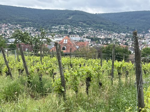Fränkischer Rotwein Wanderweg Etappe 6: Großheubach - Bürgstadt