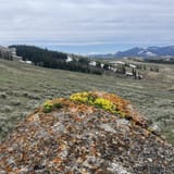 Specimen Ridge and Amethyst Mountain Trails, Montana - 81 Reviews, Map ...