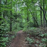 Birkhead Mountain Trail, North Carolina - 496 Reviews, Map | AllTrails