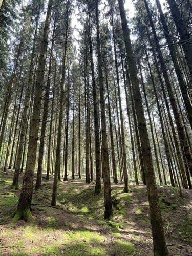 Prümer Land Tour Route 4 - Bergbaupfad Bleialf