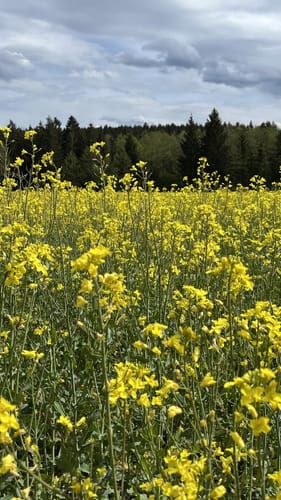 Durch die Emmeringer Leite