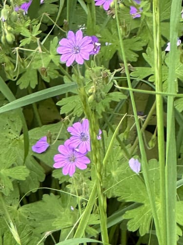 Sehnde - Gaim - Bockmerholz