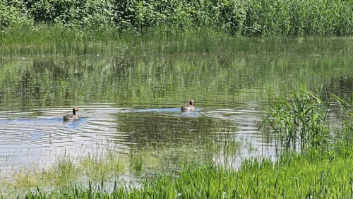Naturpark Helmlingen: Altrheinweg