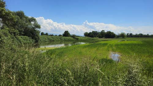 Naturpark Helmlingen: Altrheinweg