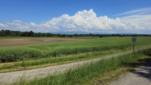 Naturpark Helmlingen: Altrheinweg