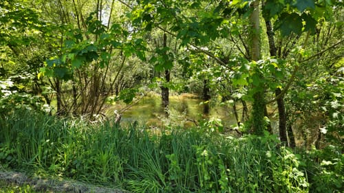 Naturpark Helmlingen: Altrheinweg