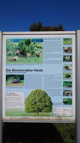 Virne-Burgweg (Traumpfad)