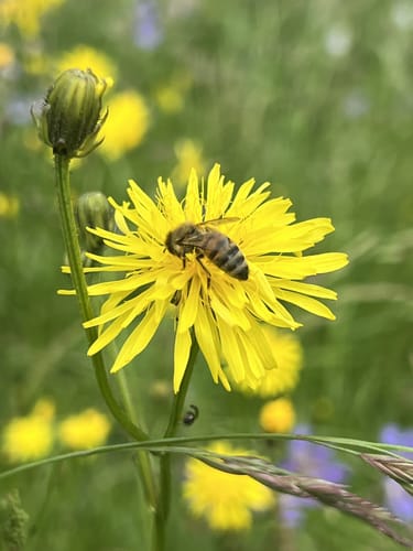 Bonlanden und Bombach Rundweg