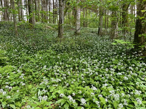 Lochenhörnle