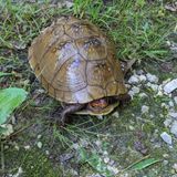 Lost Valley, Abandoned Road, And Hamburg Trail Loop, Missouri - 251 