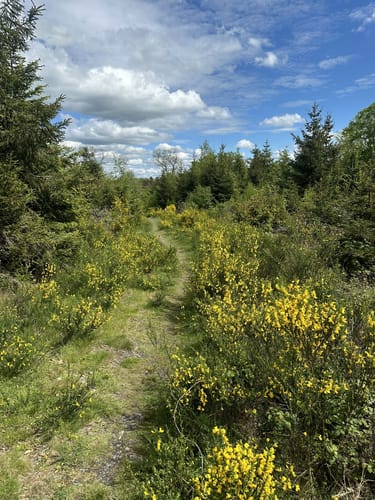 GEO-Route Vinxbachtaler ab Königsfeld