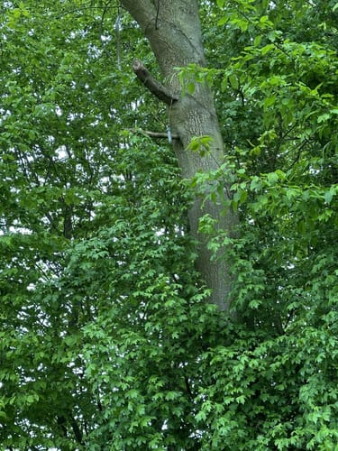 Feldrunde Nienwohlde