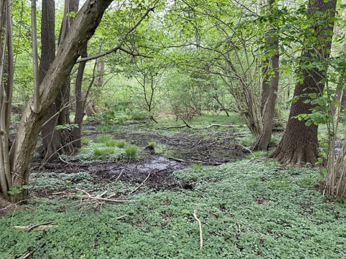 Feldrunde Nienwohlde