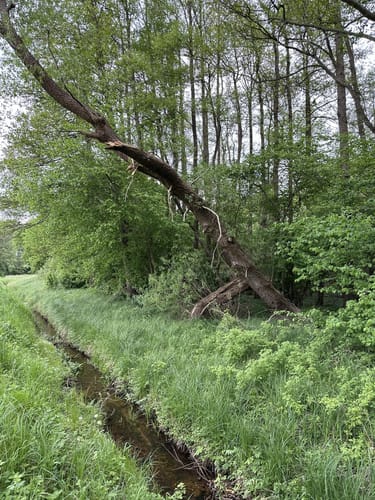 Feldrunde Nienwohlde