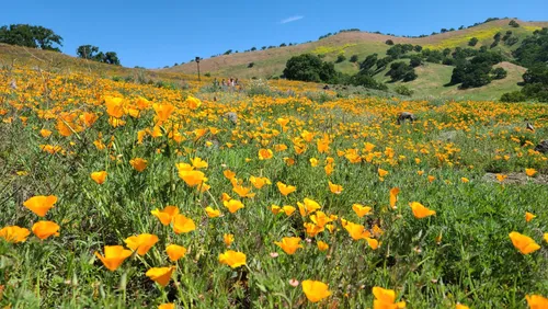 Best Horseback Riding Trails in Shell Ridge Open Space | AllTrails