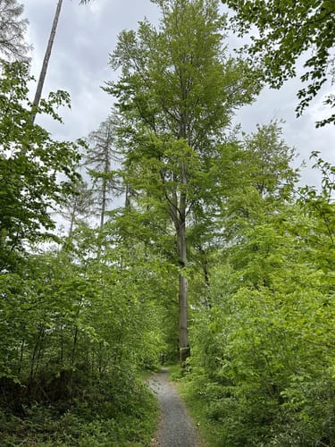 Geroldspfad im Oberurseler Stadtwald