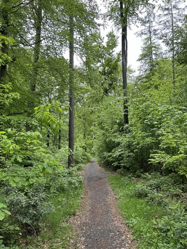 Geroldspfad im Oberurseler Stadtwald