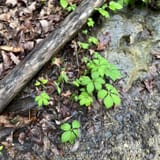 Scotts Gap Loop Trail, Kentucky - 990 Reviews, Map | AllTrails